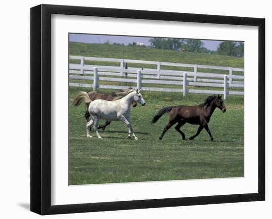 Thoroughbred Horses Running, Kentucky Horse Park, Lexington, Kentucky, USA-Adam Jones-Framed Photographic Print