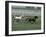 Thoroughbred Horses Running, Kentucky Horse Park, Lexington, Kentucky, USA-Adam Jones-Framed Photographic Print