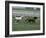 Thoroughbred Horses Running, Kentucky Horse Park, Lexington, Kentucky, USA-Adam Jones-Framed Photographic Print