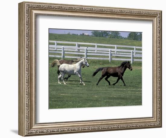 Thoroughbred Horses Running, Kentucky Horse Park, Lexington, Kentucky, USA-Adam Jones-Framed Photographic Print