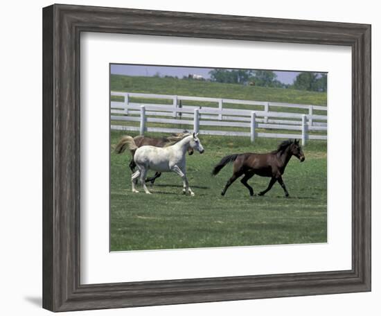 Thoroughbred Horses Running, Kentucky Horse Park, Lexington, Kentucky, USA-Adam Jones-Framed Photographic Print