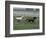 Thoroughbred Horses Running, Kentucky Horse Park, Lexington, Kentucky, USA-Adam Jones-Framed Photographic Print