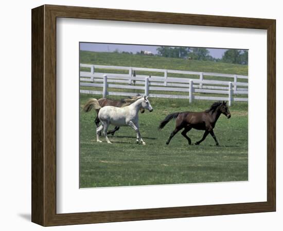 Thoroughbred Horses Running, Kentucky Horse Park, Lexington, Kentucky, USA-Adam Jones-Framed Photographic Print