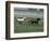 Thoroughbred Horses Running, Kentucky Horse Park, Lexington, Kentucky, USA-Adam Jones-Framed Photographic Print