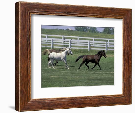 Thoroughbred Horses Running, Kentucky Horse Park, Lexington, Kentucky, USA-Adam Jones-Framed Photographic Print