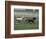 Thoroughbred Horses Running, Kentucky Horse Park, Lexington, Kentucky, USA-Adam Jones-Framed Photographic Print