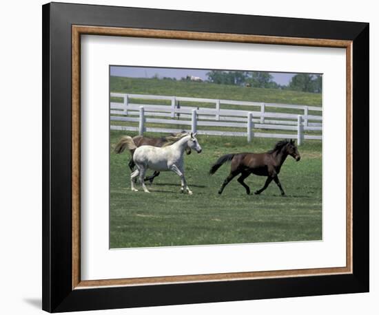 Thoroughbred Horses Running, Kentucky Horse Park, Lexington, Kentucky, USA-Adam Jones-Framed Photographic Print