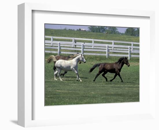 Thoroughbred Horses Running, Kentucky Horse Park, Lexington, Kentucky, USA-Adam Jones-Framed Photographic Print