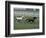 Thoroughbred Horses Running, Kentucky Horse Park, Lexington, Kentucky, USA-Adam Jones-Framed Photographic Print