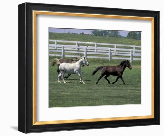 Thoroughbred Horses Running, Kentucky Horse Park, Lexington, Kentucky, USA-Adam Jones-Framed Photographic Print