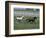 Thoroughbred Horses Running, Kentucky Horse Park, Lexington, Kentucky, USA-Adam Jones-Framed Photographic Print