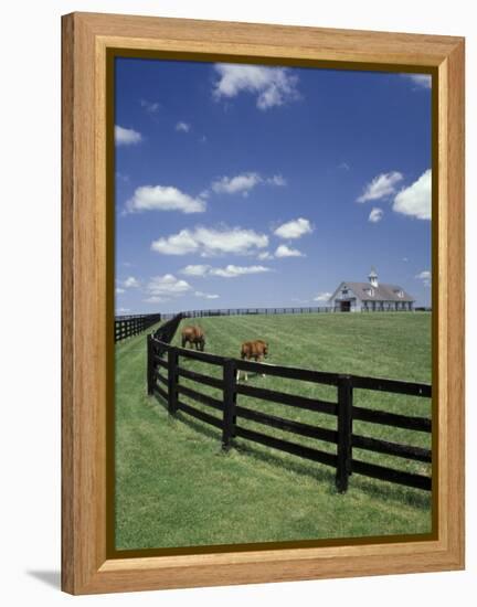 Thoroughbred in the Countryside, Kentucky, USA-Michele Molinari-Framed Premier Image Canvas