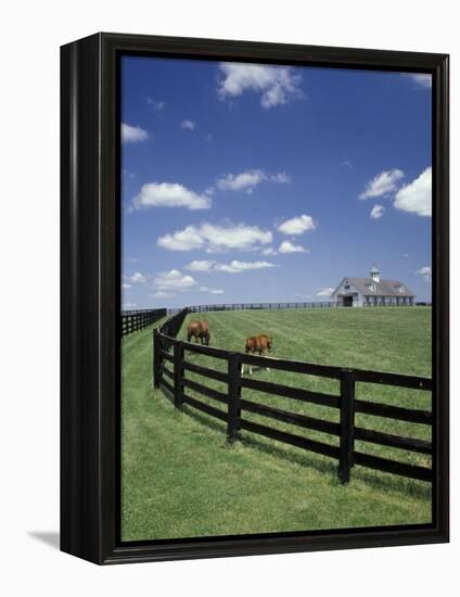 Thoroughbred in the Countryside, Kentucky, USA-Michele Molinari-Framed Premier Image Canvas