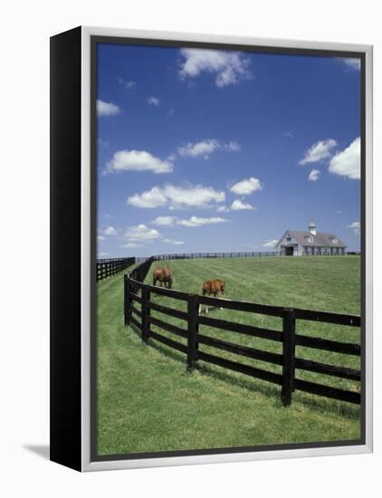 Thoroughbred in the Countryside, Kentucky, USA-Michele Molinari-Framed Premier Image Canvas