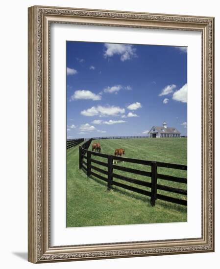 Thoroughbred in the Countryside, Kentucky, USA-Michele Molinari-Framed Photographic Print