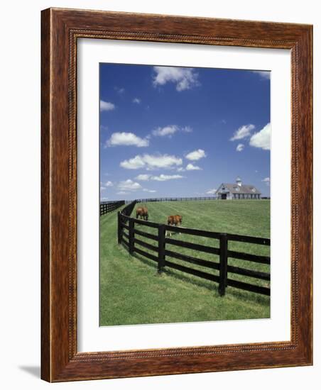 Thoroughbred in the Countryside, Kentucky, USA-Michele Molinari-Framed Photographic Print