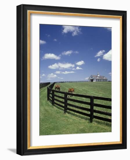 Thoroughbred in the Countryside, Kentucky, USA-Michele Molinari-Framed Photographic Print