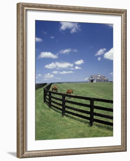 Thoroughbred in the Countryside, Kentucky, USA-Michele Molinari-Framed Photographic Print