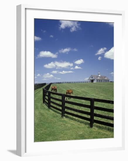 Thoroughbred in the Countryside, Kentucky, USA-Michele Molinari-Framed Photographic Print