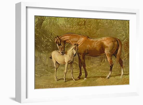 Thoroughbred Mare and Foal-Samuel Sidney-Framed Art Print