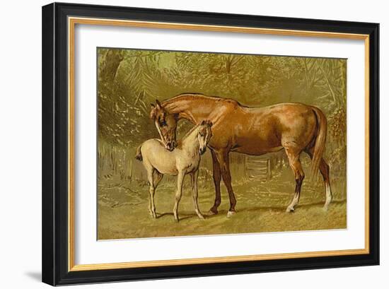 Thoroughbred Mare and Foal-Samuel Sidney-Framed Art Print