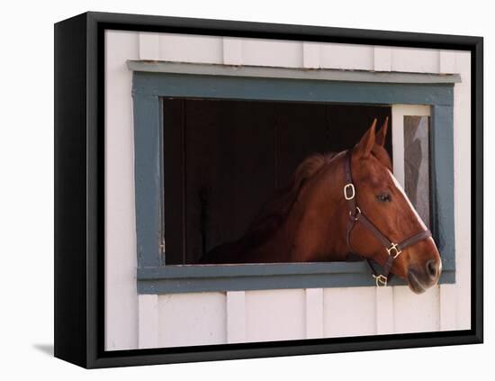 Thoroughbred Race Horse in Horse Barn, Kentucky Horse Park, Lexington, Kentucky, USA-Adam Jones-Framed Premier Image Canvas