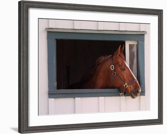 Thoroughbred Race Horse in Horse Barn, Kentucky Horse Park, Lexington, Kentucky, USA-Adam Jones-Framed Photographic Print