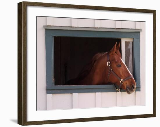 Thoroughbred Race Horse in Horse Barn, Kentucky Horse Park, Lexington, Kentucky, USA-Adam Jones-Framed Photographic Print