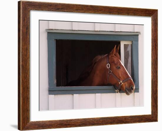 Thoroughbred Race Horse in Horse Barn, Kentucky Horse Park, Lexington, Kentucky, USA-Adam Jones-Framed Photographic Print