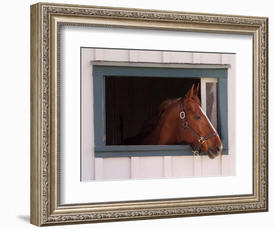 Thoroughbred Race Horse in Horse Barn, Kentucky Horse Park, Lexington, Kentucky, USA-Adam Jones-Framed Photographic Print