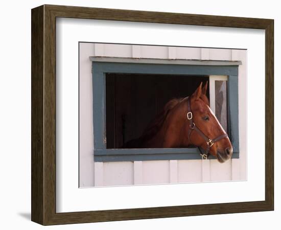 Thoroughbred Race Horse in Horse Barn, Kentucky Horse Park, Lexington, Kentucky, USA-Adam Jones-Framed Photographic Print