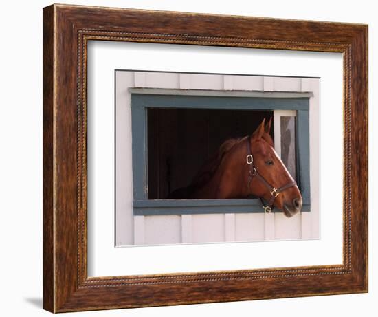 Thoroughbred Race Horse in Horse Barn, Kentucky Horse Park, Lexington, Kentucky, USA-Adam Jones-Framed Photographic Print