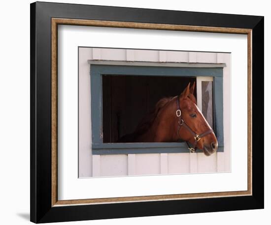 Thoroughbred Race Horse in Horse Barn, Kentucky Horse Park, Lexington, Kentucky, USA-Adam Jones-Framed Photographic Print