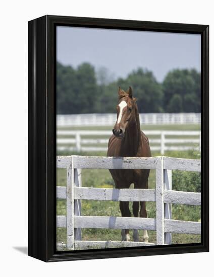 Thoroughbred Race Horse, Kentucky Horse Park, Lexington, Kentucky, USA-Adam Jones-Framed Premier Image Canvas