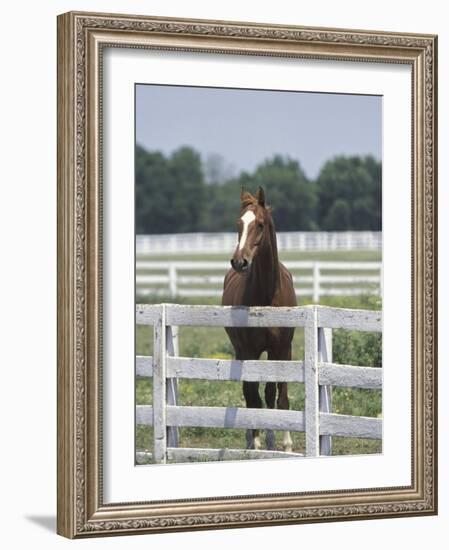 Thoroughbred Race Horse, Kentucky Horse Park, Lexington, Kentucky, USA-Adam Jones-Framed Photographic Print