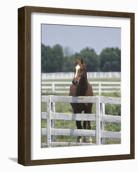 Thoroughbred Race Horse, Kentucky Horse Park, Lexington, Kentucky, USA-Adam Jones-Framed Photographic Print