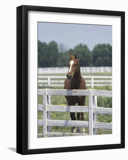 Thoroughbred Race Horse, Kentucky Horse Park, Lexington, Kentucky, USA-Adam Jones-Framed Photographic Print