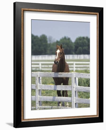 Thoroughbred Race Horse, Kentucky Horse Park, Lexington, Kentucky, USA-Adam Jones-Framed Photographic Print