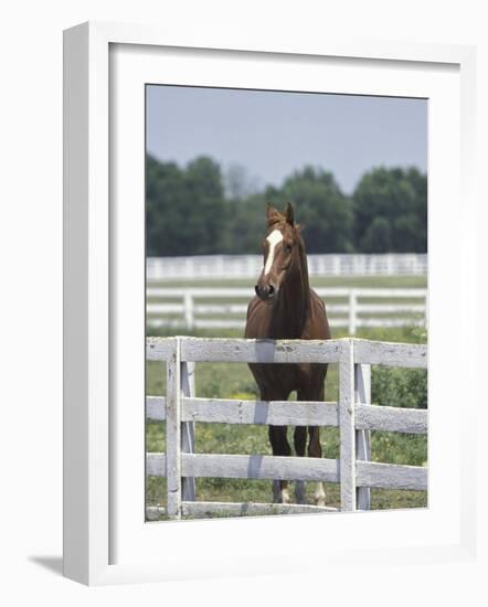 Thoroughbred Race Horse, Kentucky Horse Park, Lexington, Kentucky, USA-Adam Jones-Framed Photographic Print