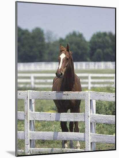 Thoroughbred Race Horse, Kentucky Horse Park, Lexington, Kentucky, USA-Adam Jones-Mounted Photographic Print