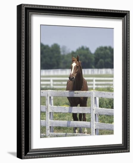 Thoroughbred Race Horse, Kentucky Horse Park, Lexington, Kentucky, USA-Adam Jones-Framed Photographic Print