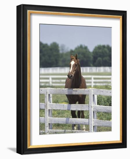 Thoroughbred Race Horse, Kentucky Horse Park, Lexington, Kentucky, USA-Adam Jones-Framed Photographic Print