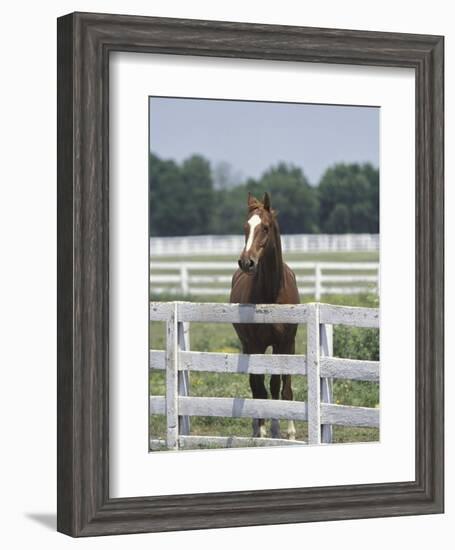Thoroughbred Race Horse, Kentucky Horse Park, Lexington, Kentucky, USA-Adam Jones-Framed Photographic Print
