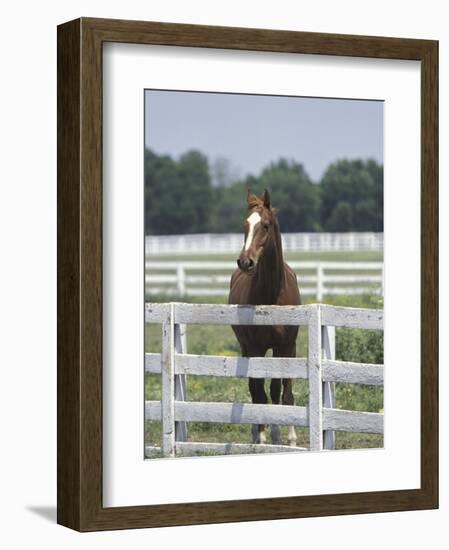 Thoroughbred Race Horse, Kentucky Horse Park, Lexington, Kentucky, USA-Adam Jones-Framed Photographic Print