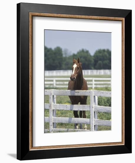 Thoroughbred Race Horse, Kentucky Horse Park, Lexington, Kentucky, USA-Adam Jones-Framed Photographic Print