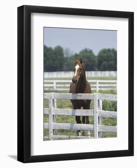 Thoroughbred Race Horse, Kentucky Horse Park, Lexington, Kentucky, USA-Adam Jones-Framed Photographic Print