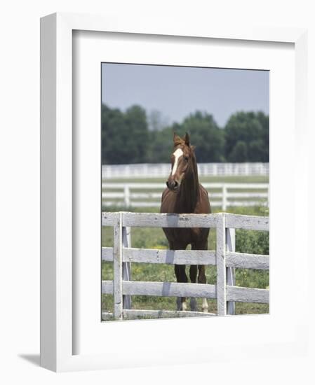 Thoroughbred Race Horse, Kentucky Horse Park, Lexington, Kentucky, USA-Adam Jones-Framed Photographic Print