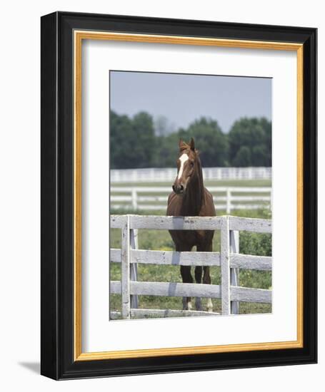 Thoroughbred Race Horse, Kentucky Horse Park, Lexington, Kentucky, USA-Adam Jones-Framed Photographic Print