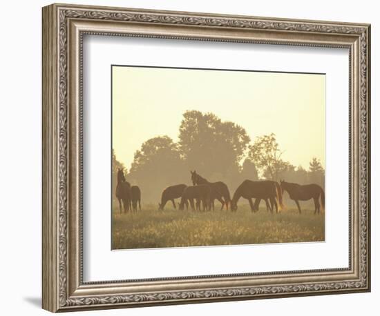 Thoroughbred Race Horses at Sunrise, Louisville, Kentucky, USA-Adam Jones-Framed Photographic Print