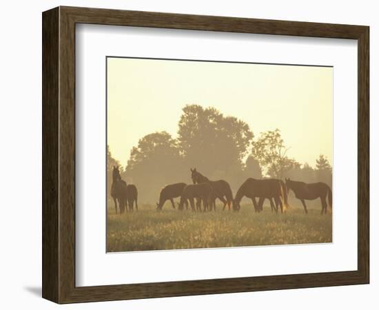 Thoroughbred Race Horses at Sunrise, Louisville, Kentucky, USA-Adam Jones-Framed Photographic Print